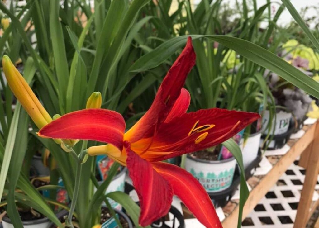 Beautiful Small Greenhouse Near Me Iron Mountain