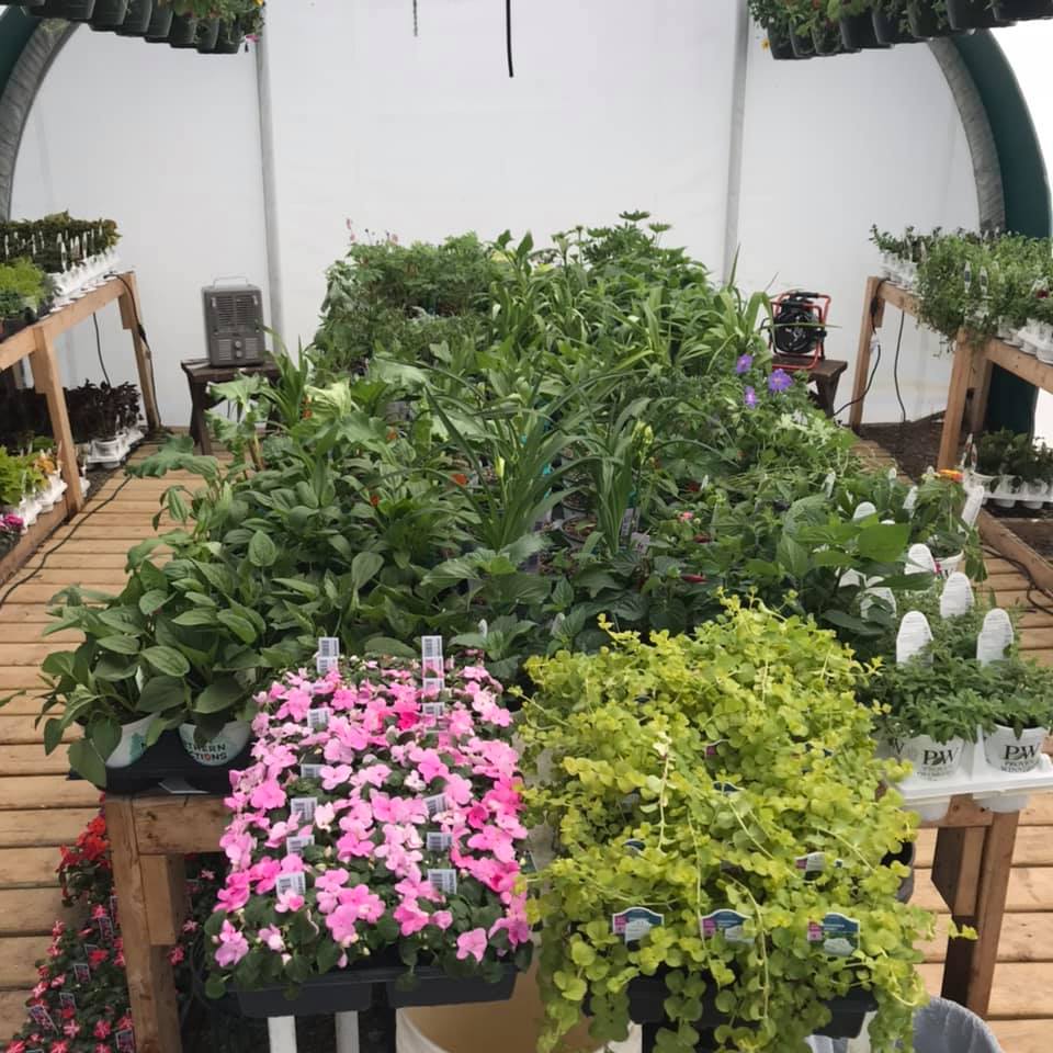 Greenhouse Near Me Little White Fence